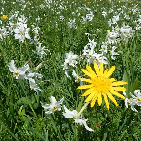 Great View Sonnenblick 276-1 *