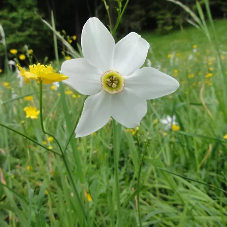 Great View Sonnenblick 276-1 Appartement *