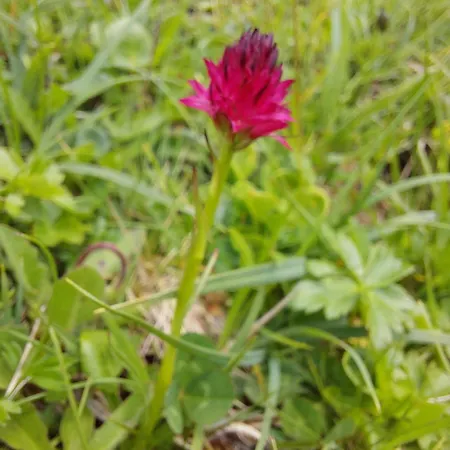 Great View Sonnenblick 276-1