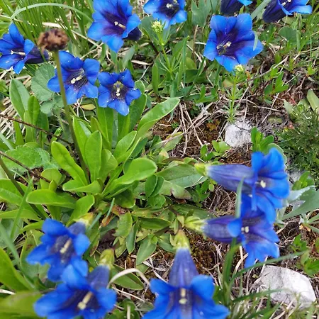 Great View Sonnenblick 276-1 Appartement