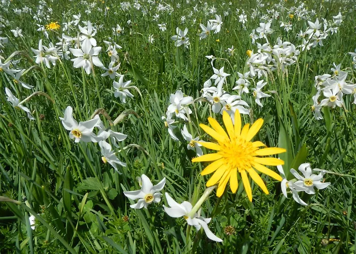 Great View Sonnenblick 276-1 *
