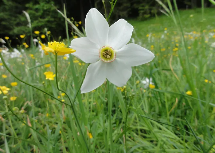 Great View Sonnenblick 276-1 Apartman *