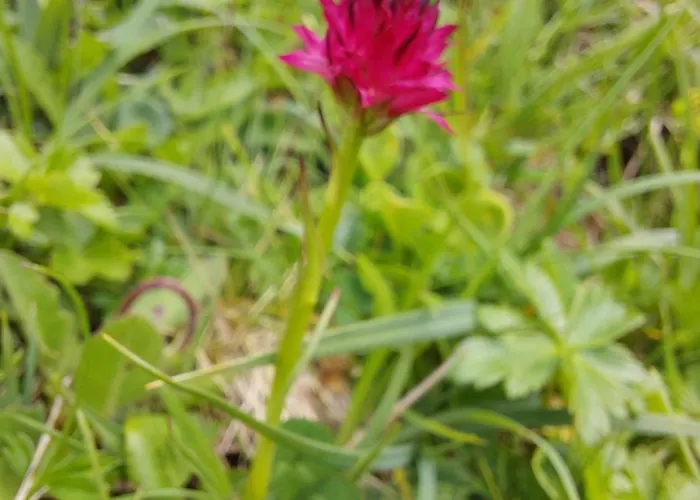 Great View Sonnenblick 276-1