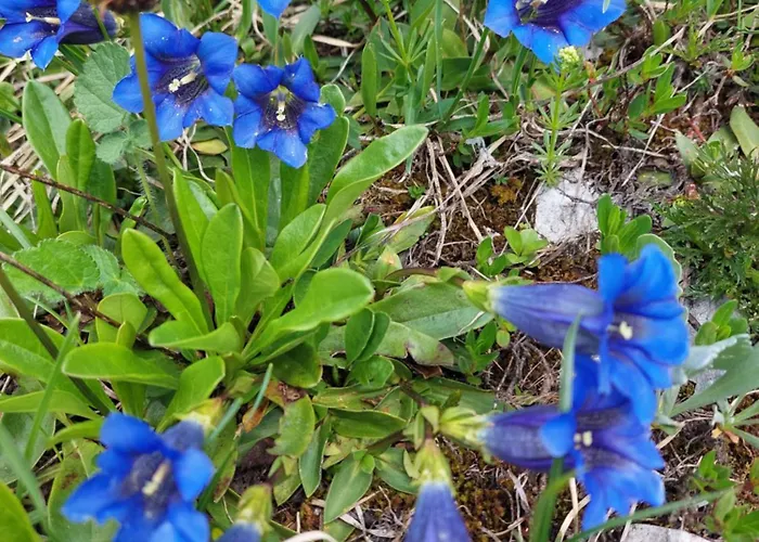 Great View Sonnenblick 276-1 Apartman