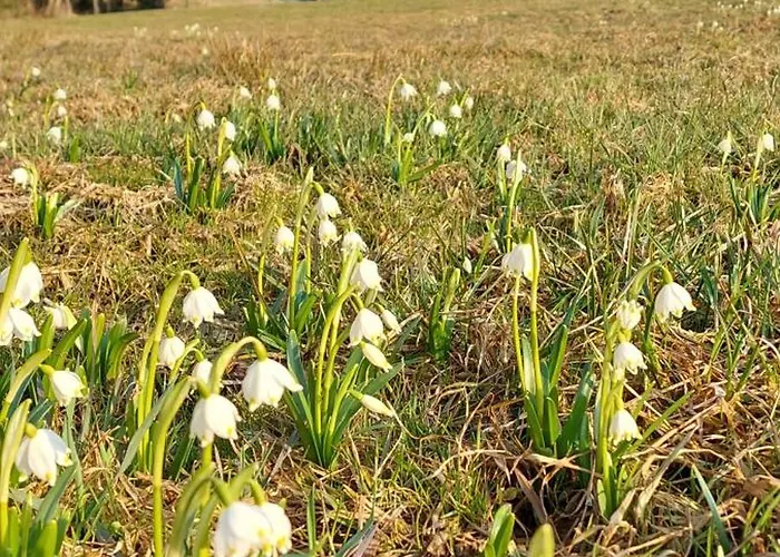 Apartamento Great View Sonnenblick 276-1